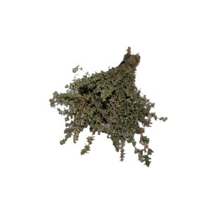 Thyme - Bunch